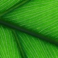 Timeline - Green Leaf