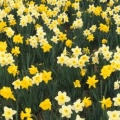Timeline - Hillside of Daffodils, Louisville, Kentucky