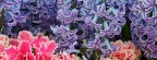 Timeline - Hyacinth Flowers