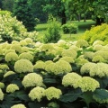 Timeline - Hydrangea Garden, Clermont, Kentucky