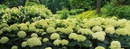 Timeline - Hydrangea Garden, Clermont, Kentucky