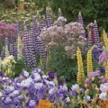 Timeline - Iris and Lupine Garden, Salem, Oregon