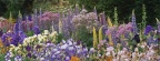 Timeline - Iris and Lupine Garden, Salem, Oregon