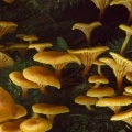Timeline - Jack-O-Lantern Mushrooms