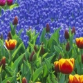 Timeline - Keukenhof Gardens, Lisse, Holland