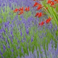 Timeline - Lavender and Crocosmia, Bainbridge Island, Washington.jpg