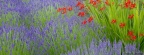 Timeline - Lavender and Crocosmia, Bainbridge Island, Washington