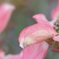 Timeline - Pink Dogwood Blossoms