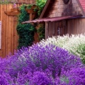 Timeline - Purple Haze Lavender Farm, Sequim, Washington