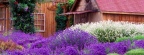 Timeline - Purple Haze Lavender Farm, Sequim, Washington