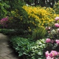 Timeline - Rhododendrons, Berggarten, Hannover, Germany