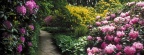 Timeline - Rhododendrons, Berggarten, Hannover, Germany