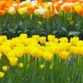 Timeline - Spring Garden, Keukenhof Gardens, Lisse, Holland