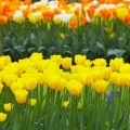 Timeline - Spring Garden, Keukenhof Gardens, Lisse, Holland