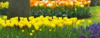 Timeline - Spring Garden, Keukenhof Gardens, Lisse, Holland