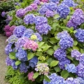 Timeline - Strafford Hydrangea, Vancouver, British Columbia, Canada