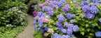 Timeline - Strafford Hydrangea, Vancouver, British Columbia, Canada