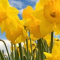 Timeline - Sunny Daffodils