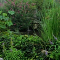 Timeline - Water Garden on a Foggy Morning, Franklin, Tennessee