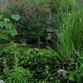 Timeline - Water Garden on a Foggy Morning, Franklin, Tennessee