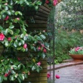 Timeline - Woodland Garden Archway, Filoli Estate, Near Woodside, California.jpg