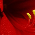 Amaryllis