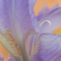 Bearded Iris