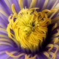 Clematis Close-Up