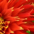 Colorful Dahlias