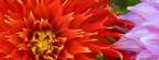 Colorful Dahlias