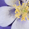 Columbine, Rocky Mountain National Park, Colorado