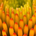 Coneflower Pattern