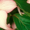 Dogwood Blossoms