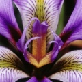 Douglas Iris