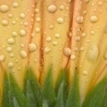 Droplets