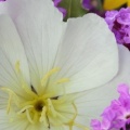 Evening Primrose and Sand Verbena