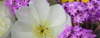 Evening Primrose and Sand Verbena