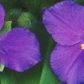 Pair of Spiderwort Flowers