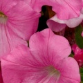 Pink Petunia