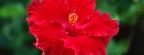 Red Hibiscus