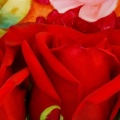 Red Roses on a Painted Plate.jpg