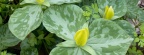 Yellow Trillium