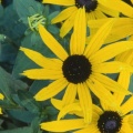 Timeline - Black-Eyed Susans