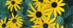 Timeline - Black-Eyed Susans