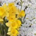 Timeline - Brighton Narcissus and Daisy Flowers