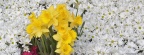 Timeline - Brighton Narcissus and Daisy Flowers