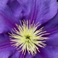 Timeline - Clematis