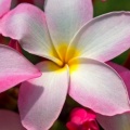 Timeline - Hawaiian Plumeria