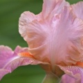 Timeline - Hybrid Iris.jpg