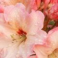 Timeline - Rhododendron Blossoms